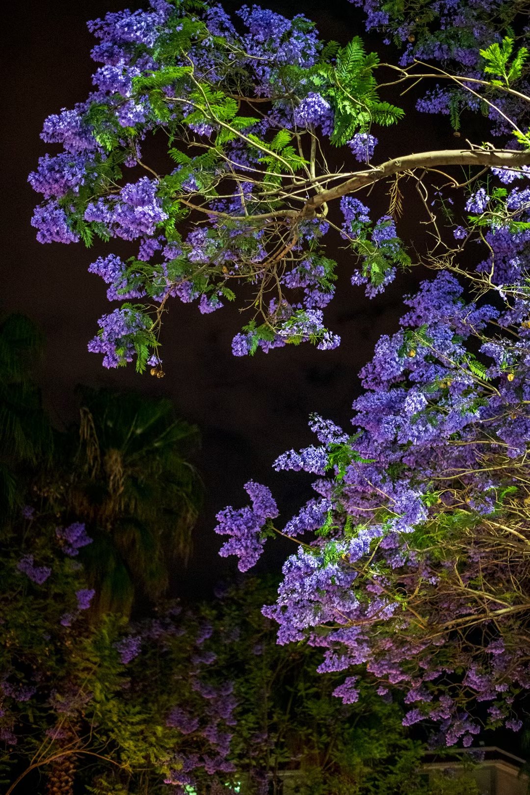 西昌蓝花楹图片