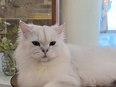 -共舞时光猫咖·狗咖(新街口店)