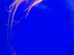 -上海海洋水族馆