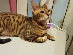 -小时光咖啡馆(开森度假森林店)