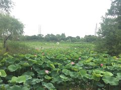 -上海长兴岛郊野公园