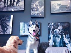 周末带狗狗耍的好地方！吃美了！玩疯了！-百好乐宠物友好餐厅(朝外大街店)