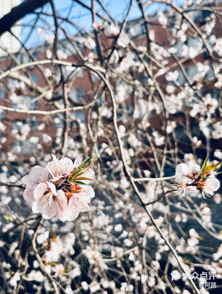 围墙里面的桃花图片