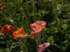 -南宁良凤江国家森林公园