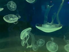 -苏州海洋馆