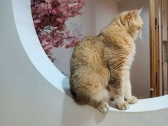 -柴迷FANS CLUB·柴犬狗咖·猫咖