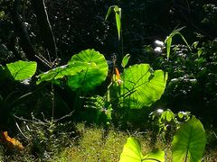 -风云岭森林公园