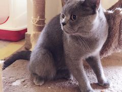 猫咖时代-猫咖时代(中山亭店)