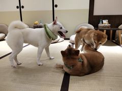 -逗柴咖啡屋·狗咖猫咖宠物桌游