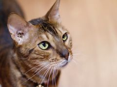 -李小姐の猫咖啡馆(五角场店)
