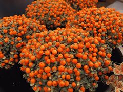 -双季花艺园艺市场(浦东店)