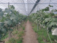 -马陆小张葡萄园农家乐