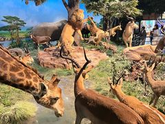 -国家自然博物馆