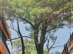 -塔尔寺-菩提树