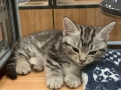 -袖虎·猫馆(体育西路店)