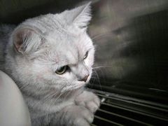 -安安宠医宠物医院·异宠·犬猫内科(岳阳分院)