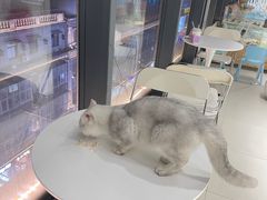 -怪兽屋·羊驼·猫咖·狗咖(俊华广场店)