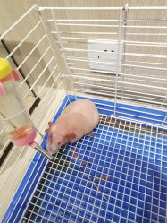 -Moni星球萌宠·小马宝莉·灵蛇·高端高阶全萌宠互动体验俱乐部(红豆国际广场店)