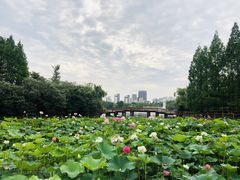 -黄兴公园