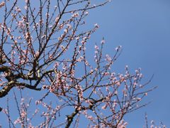 -桑洲油菜花景区