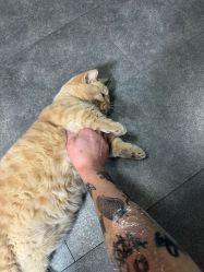 -極致刺青TATTOO STUDIO 私人订制