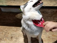 -Husky Go! 哈士奇体验馆·宠物咖啡厅狗咖