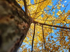 -昆明植物园