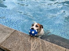 -汪说喵讲宠物乐园宠物酒店(红星美凯龙店)