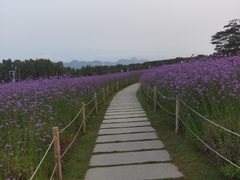 -深圳湾公园(南山区)
