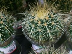 -双季花艺园艺市场(浦东店)