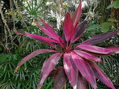 -槟城植物园