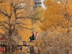 -金塔沙漠胡杨林景区
