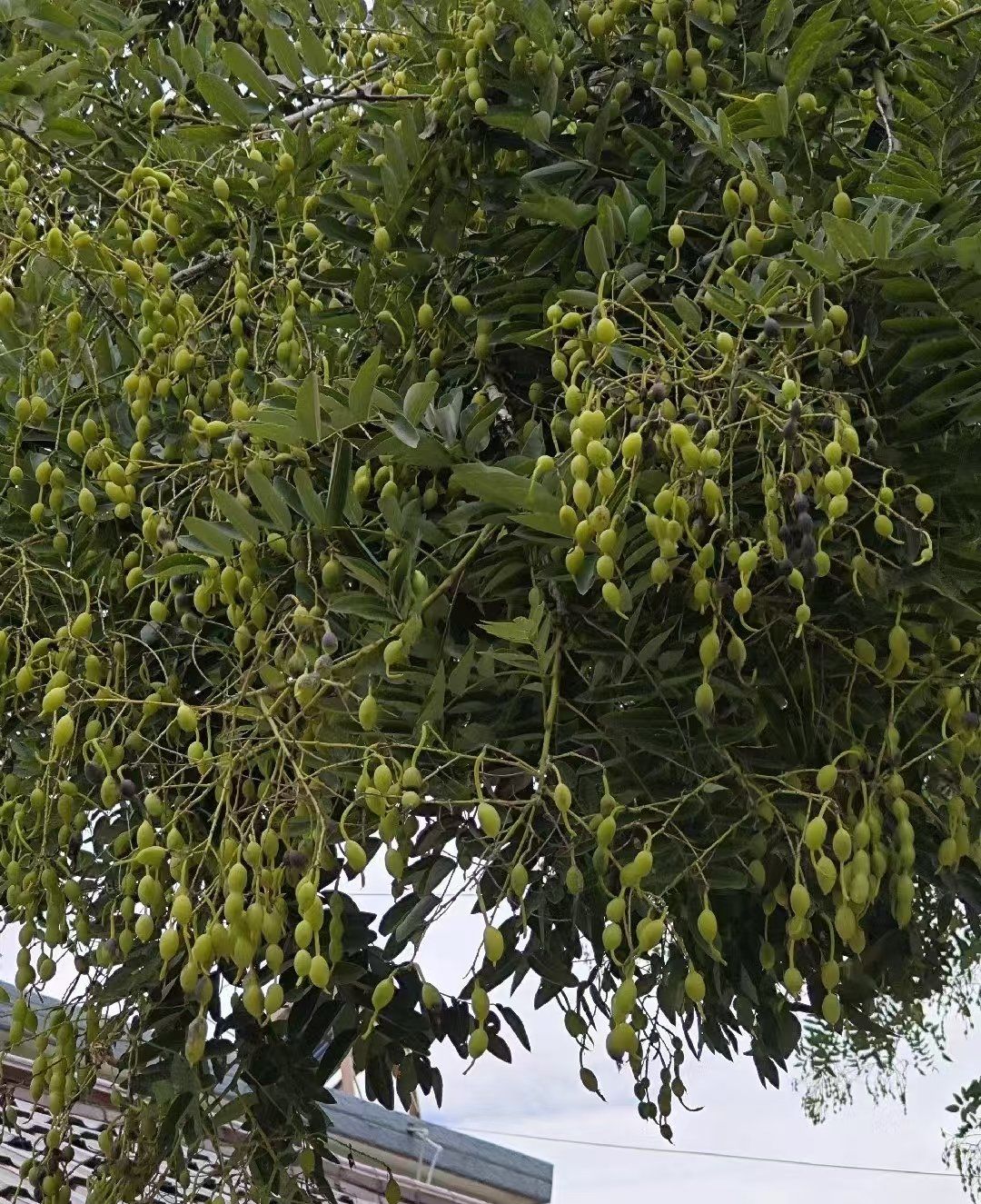 植物大不同[点赞]国槐的魅力
