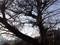 iphone_upload_pic-藏龙百瀑风景区