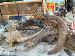 -南宫五洲植物乐园