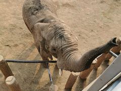 -西霞口神雕山野生动物世界
