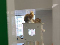 -Cappucimeow猫咪咖啡馆(韦伯时代店)