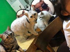 -李小姐の猫咖啡馆(五角场店)