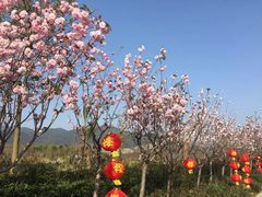 -天适樱花悠乐园