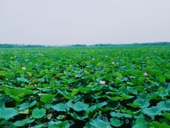 -天津东丽湖风景区