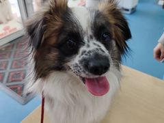 -东日国际动物医院·CT·心脏专科(桃源分院)