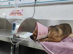 -派美特宠物医院·核磁CT·骨科肿瘤·疑难转诊(沈农禾丰店)