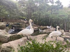 -燕塞湖鸟语林景区
