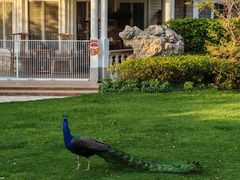 -J Create城市露营咖啡·简餐·宠物(上海动物园店)