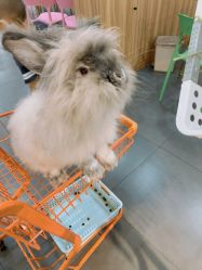 -Moni星球萌宠·小马宝莉·灵蛇·高端高阶全萌宠互动体验俱乐部(红豆国际广场店)