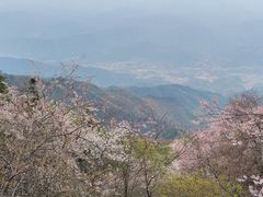 -大围山国家森林公园