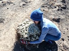-乞力马扎罗山
