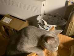-猫大福·Fortune Cat猫舍(百子湾店)