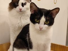 -有喵·猫咖·狗咖·30几只猫10只小狗(岗厦店)