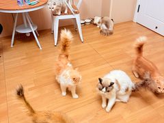 -唐小姐の私宠·宠物洗护美容·撸猫馆·购宠(周浦万达旗舰店)